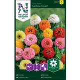 Isotsinnia, 'Sunbow', väriseos