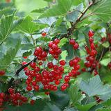 Punaherukka Punainen Hollantilainen rungollinen