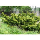 Kartiomarjakuusi Farmen, myyntikorkeus 30-40 cm