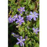 Tarhakellokärhö Arabella, astiakoko 2L