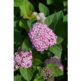 Rinneangervo, astiakoko 2L