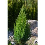 Kiinankataja Stricta, myyntikorkeus 50-55 cm