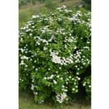 Koivuangervo Island, astiakoko 2L