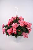 Begonia-amppeli 23 cm