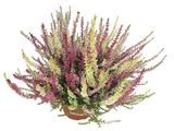 Calluna Trio 12 cm