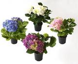 Hortensia 10,5 cm ruukussa