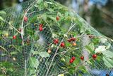 Hedelmäpuuverkko 4x10 m