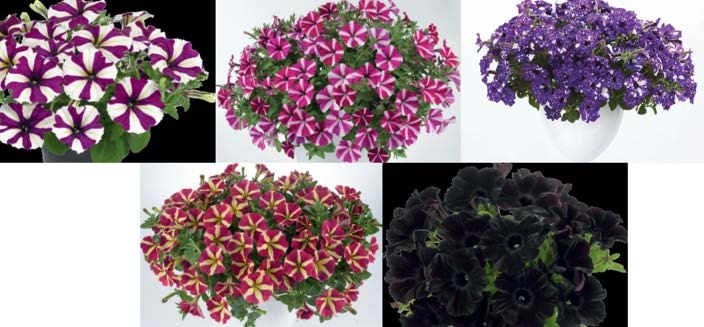 Erikoispetunia-amppeli