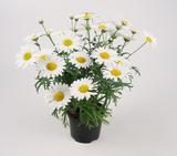 Marketta valkoinen 11 cm ruukussa