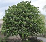 Balkaninhevoskastanja