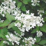 Mustilanhortensia FinE, astiakoko 3L