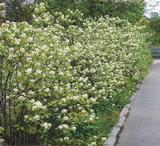 Isotuomipihlaja, astiakoko 3L