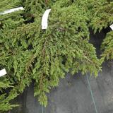 Kääpiökataja Green Carpet, myyntileveys 30-40 cm