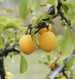 Keltaluumu Laatokan Helmi