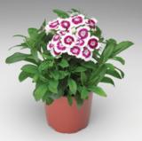 Kesäneilikka 10,5 cm ruukussa