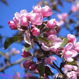 Koristeomenapuu Hopa