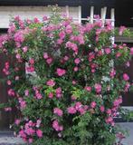 Köynnösruusu William Baffin, astiakoko 3L