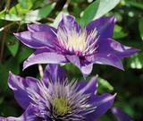 Loistokärhö Multi Blue, astiakoko 1L