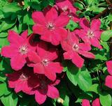 Loistokärhö Westerplatte, astiakoko 1L