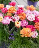 Pionitulppaanilajitelma, 25 sipulia/pussi