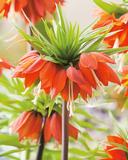 Keisarinpikarililja Rubra Max, 1 sipuli/pussi