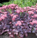 Komeamaksaruoho Purple Emperor