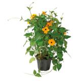 Mustasilmäsusanna 17 cm ruukussa