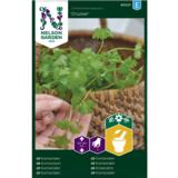 Korianteri, 'Cruiser'