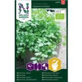 Sileälehtinen persilja, 'Gigante d'Italia', Luomu