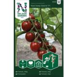 Kirsikkatomaatti, 'Deep Red Desire' F1