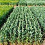 Nalle kevätvehnä kemiallisesti peitattu 800 kg