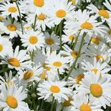 Prinsessankakkara Silberprinzessen