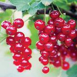 Punaherukka Punahilkka FinE, astiakoko 3L