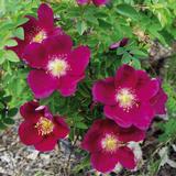 Tarhapimpinellaruusu Red Nelly, astiakoko 3L