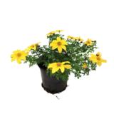 Rusokki 12 cm ruukussa