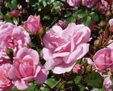 Ruusu Tom Tom 3 kpl/pkt