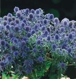 Sinipiikkiputki Blue Hobbit