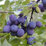 Luumupuu Sinikka Siniluumu