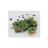 Suklaakosmos 13 cm ruukussa