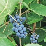 Viiniköynnös Zilga, astiakoko 2L