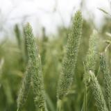 Tuure BOR Timotei 500 kg