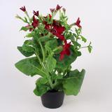 Koristetupakka 11 cm ruukussa