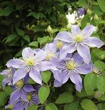 Tarhaviinikärhö Justa, astiakoko 1L