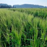 Vinha Siemenohra kemiallisesti peitattu 800 kg