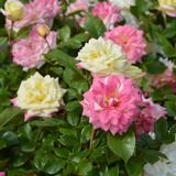 Ruusu Music Box, astiakoko 3L