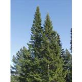 Palsamipihta, myyntikorkeus 175-200 cm