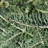 Harmaapihta, myyntikorkeus 80-100 cm