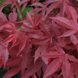 Verijapaninvaahtera Atropurpureum