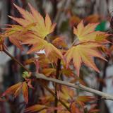 Japaninvaahtera Orange Dream