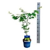 Koreanvaahtera Arctic Jade®